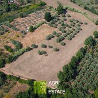 Priverno (LT) - Terreno 1 HA con uliveto | TR416