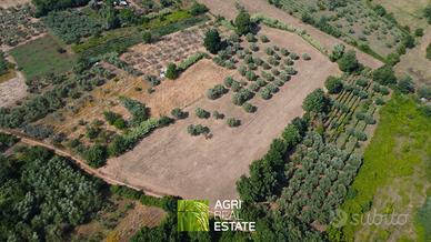 Priverno (LT) - Terreno 1 HA con uliveto | TR416