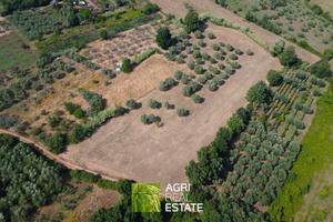 Priverno (LT) - Terreno 1 HA con uliveto | TR416