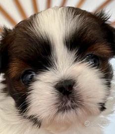 Cuccioli Shihtzu mini, Shih Tzu imperiali
