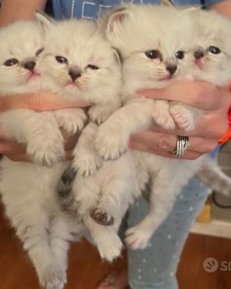 Gattini siberiano anallergico con pedigree 01/05