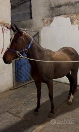 Cavalli,pony