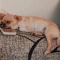 Chihuahua