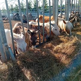 ASINI DISPONIBILI 150