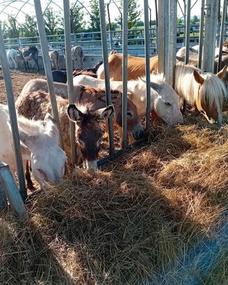 ASINI DISPONIBILI 150