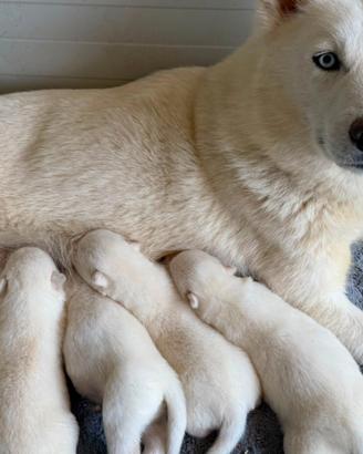 Teneri Siberian Husky