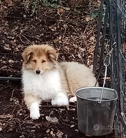 Cucciola di pastore scozzese a pelo lungo collie