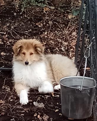 Cucciola di pastore scozzese a pelo lungo collie