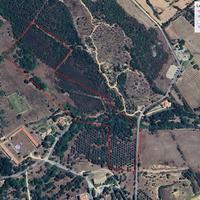 Castiadas uliveto secolare