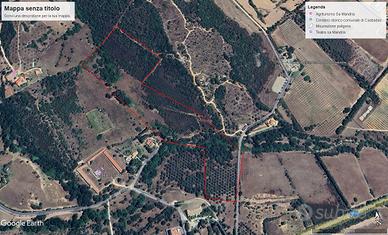 Castiadas uliveto secolare