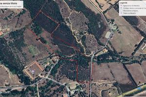 Castiadas uliveto secolare