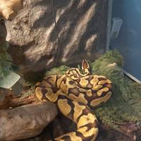 Pitone reale maschio