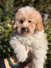 Barboncino toy bianco arancio