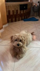 Maltipoo monta 2027