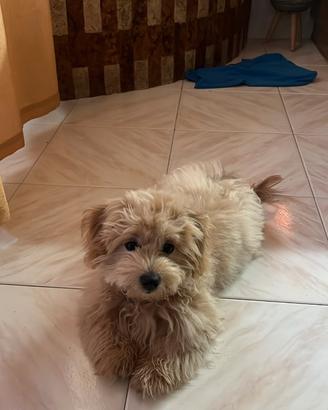 Maltipoo monta 2027