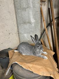 Conigli grigio di Carmagnola