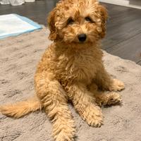 Cucciolo Barboncino Toy Albicocca