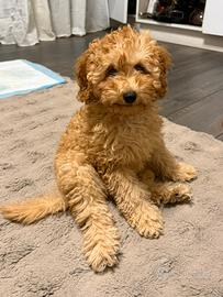 Cucciolo Barboncino Toy Albicocca