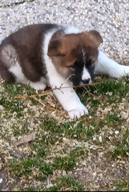 Cuccioli Akita americano
