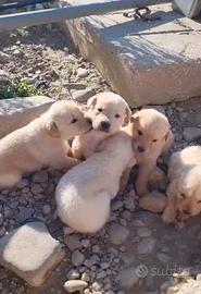 Cuccioli di golden retriever