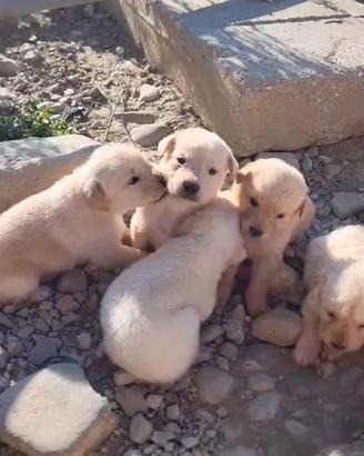 Cuccioli di golden retriever