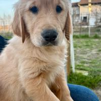 Golden Retriever Anglo-Americano