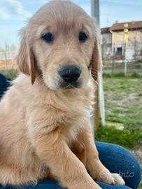 Golden Retriever Anglo-Americano