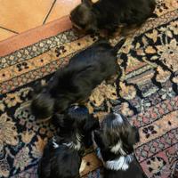 Cuccioli di Yorkshire