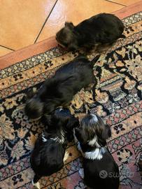 Cuccioli di Yorkshire