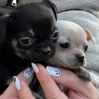 Chihuahua