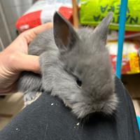 Coniglio testa di Leone