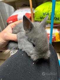 Coniglio testa di Leone