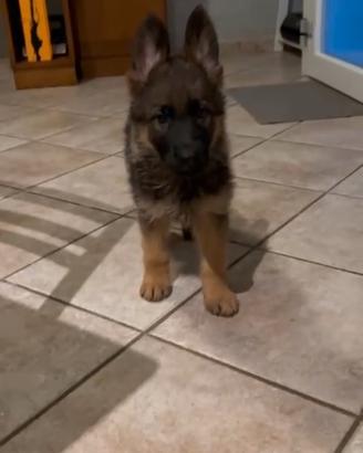ultimo cucciolo maschio figlio di pastore tedesco 