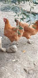 Galline ovaiole