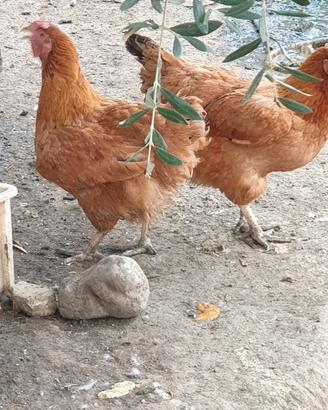 Galline ovaiole