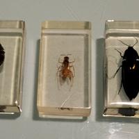insetti in resina 