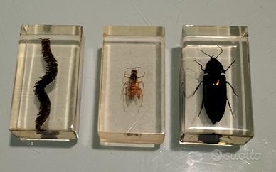 insetti in resina 