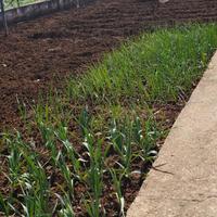 Potatura alberi olivo, mandarino,limoni ecc