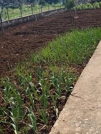 Potatura alberi olivo, mandarino,limoni ecc