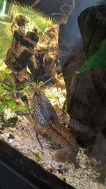 Gamberetti acquario tropicale dolce