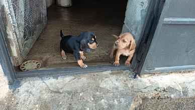 Cuccioli di segugio italiano