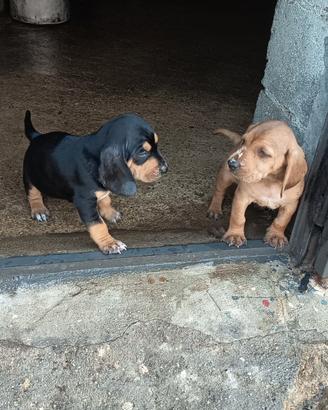 Cuccioli di segugio italiano