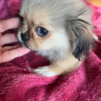2 maschi chihuahua di 4 mesi