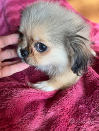 2 maschi chihuahua di 4 mesi