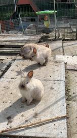 Cuccioli Conigli nani Testa di leone