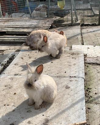Cuccioli Conigli nani Testa di leone