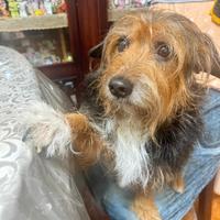 Pensione familiare per cani
