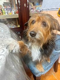 Pensione familiare per cani