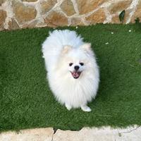 Cucciolo di Spitz