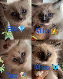 Meravigliosi cuccioli Ragdoll